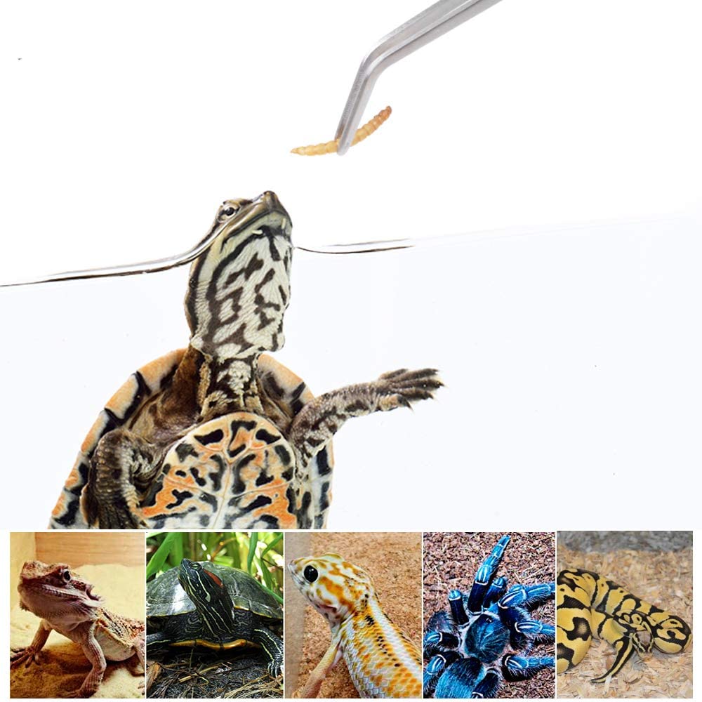 Stainless Steel Reptile Feedin - Feeding Tong Stainless のレビューと価格