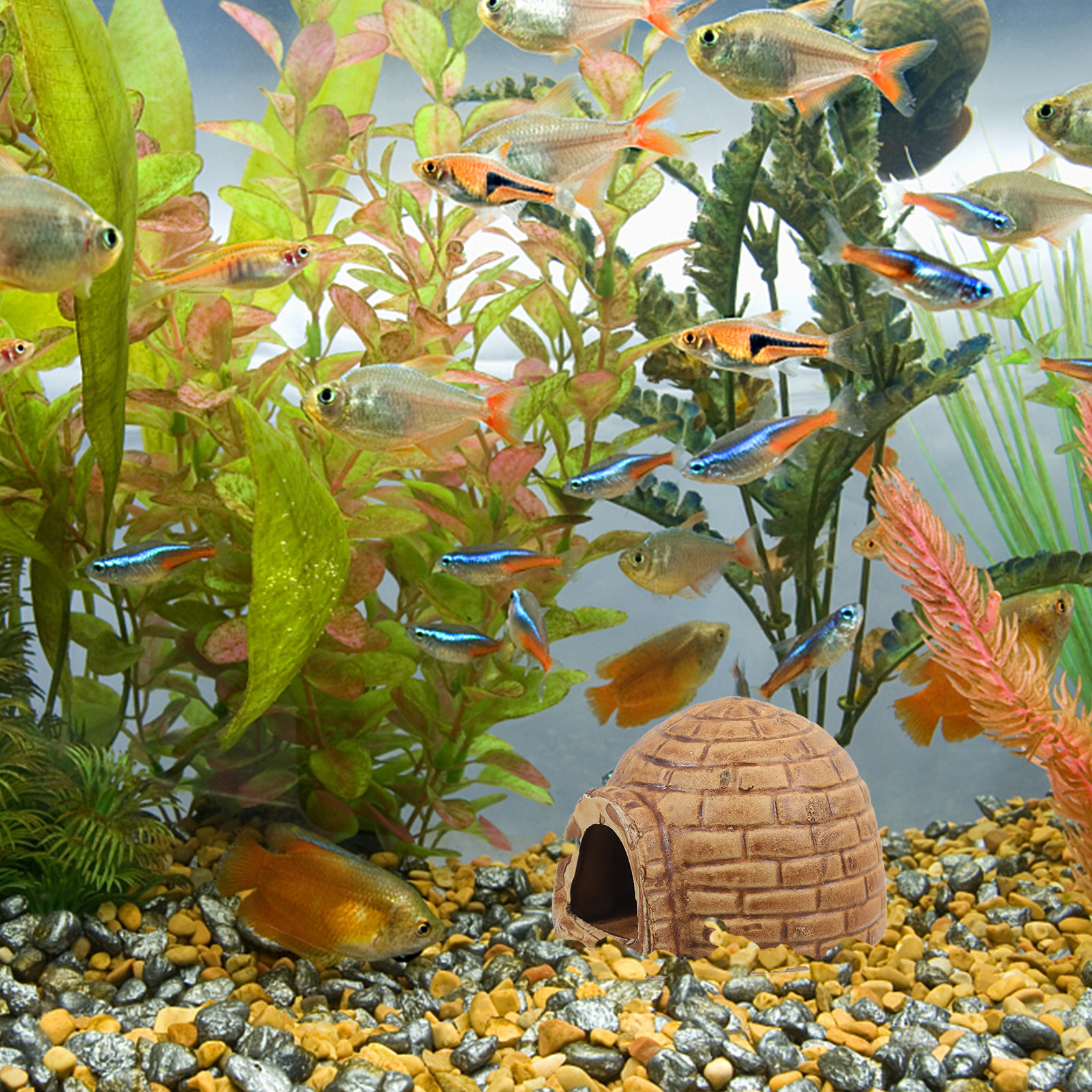 Ceramic Pleco Caves Aquarium F - Hide Cave Ceramic のレビューと価格